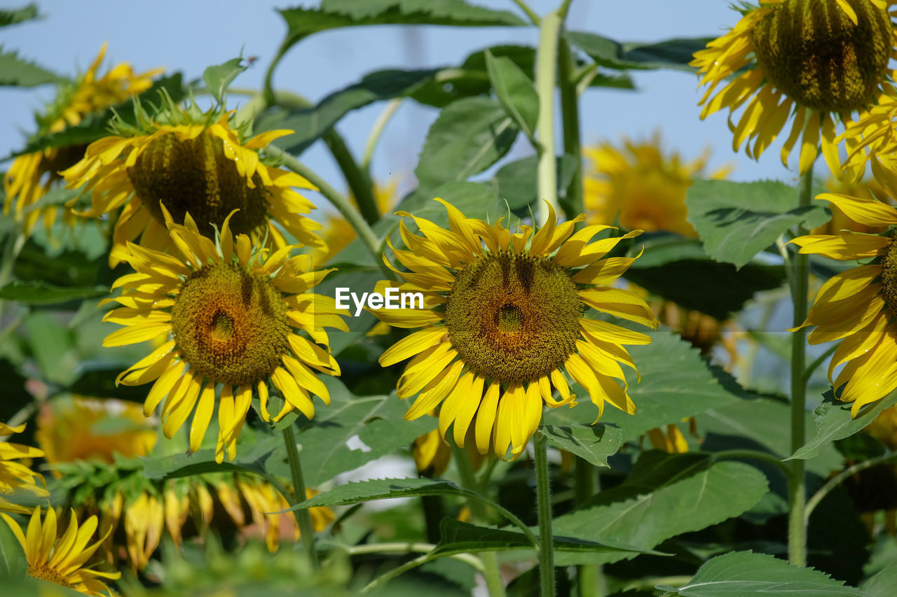 The sunflower is blooming with yellow petals surrounded in the garden.