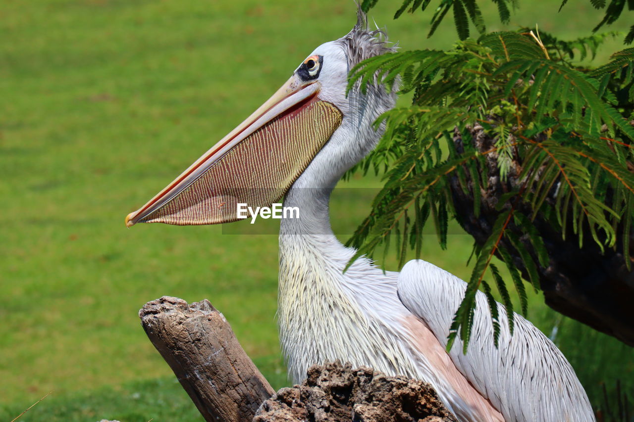 CLOSE-UP OF BIRD PERCHING ON PLANT