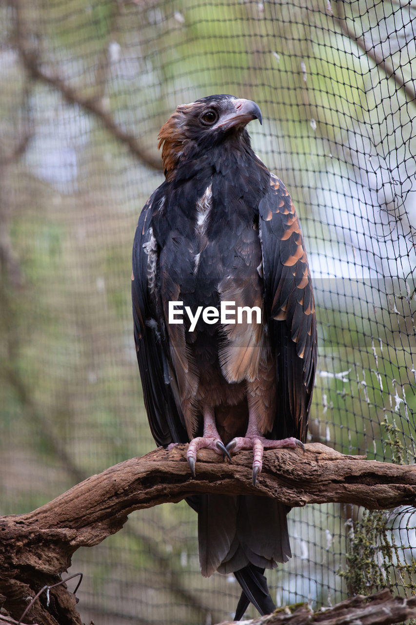 Eagle perching on a tree