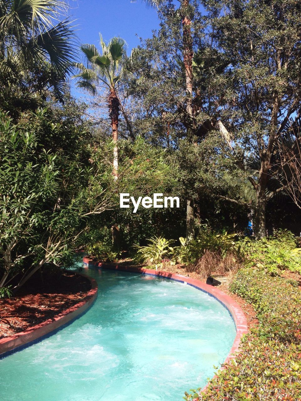 Swimming pool against trees