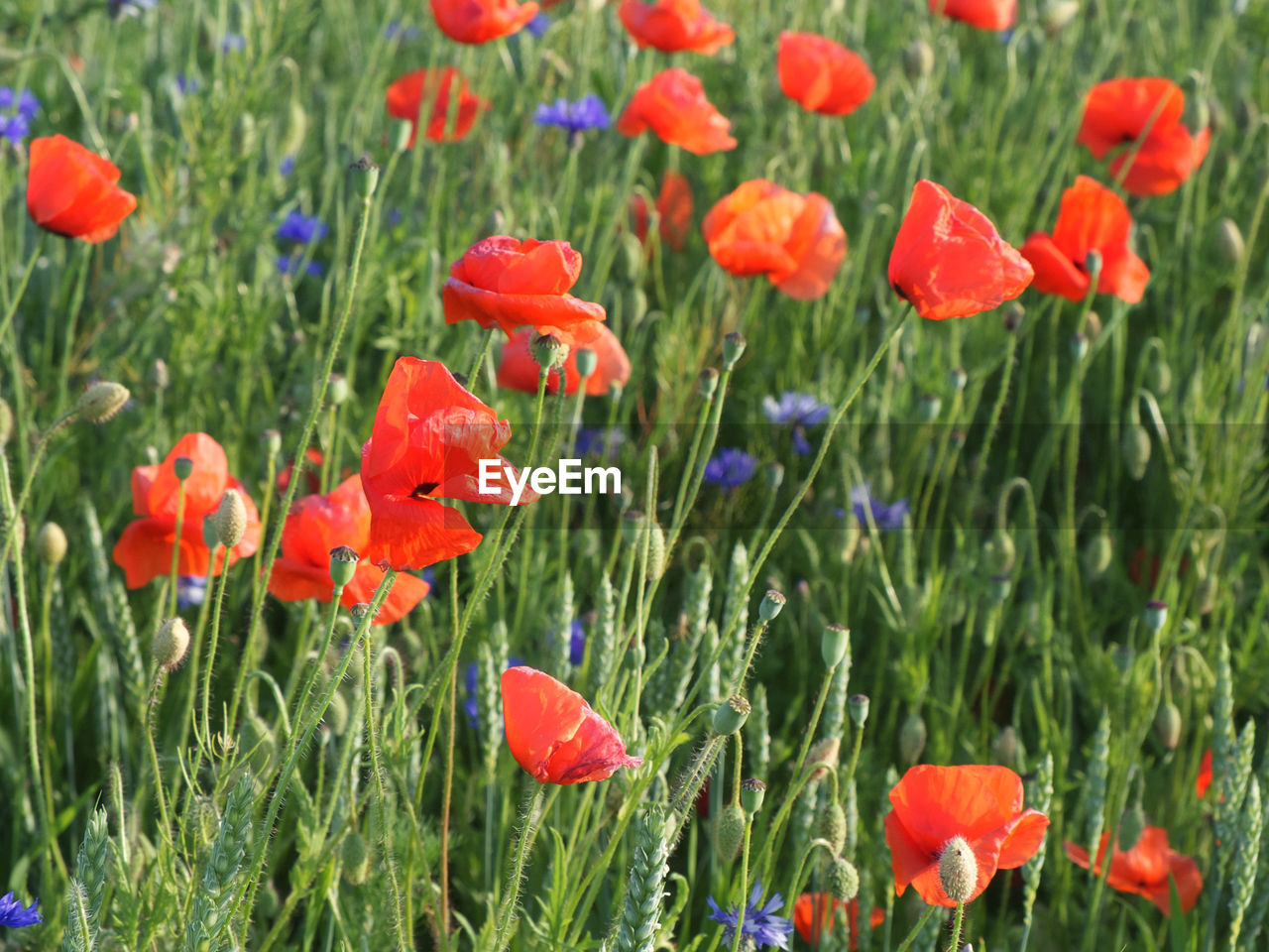 CLOSE-UP OF RED POPPIES ON FIELD