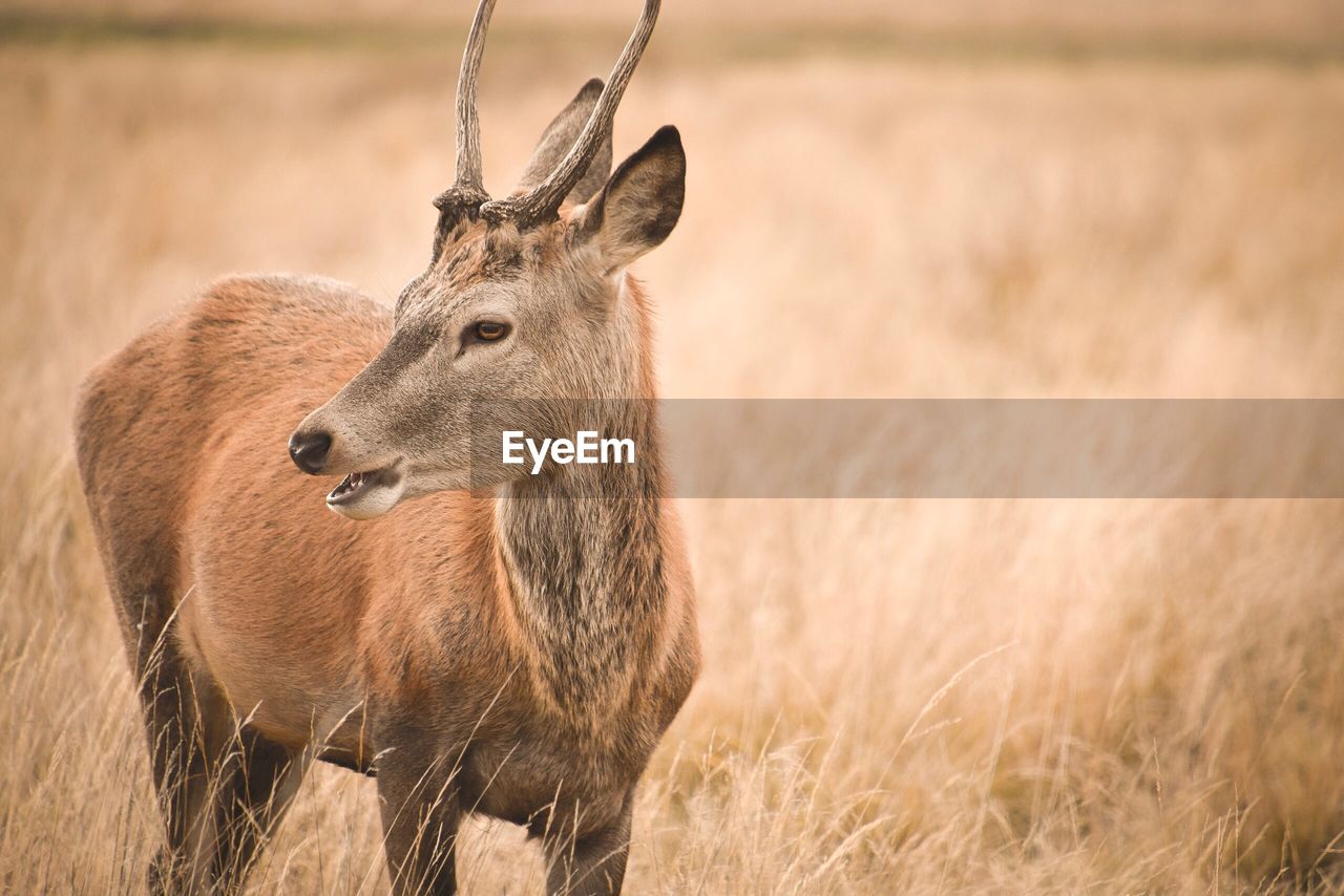 Close-up of deer on field