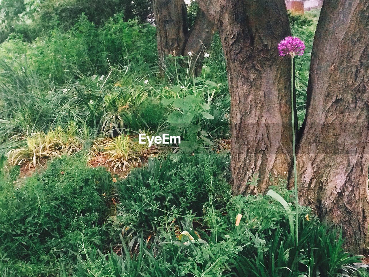 TREES GROWING IN FOREST