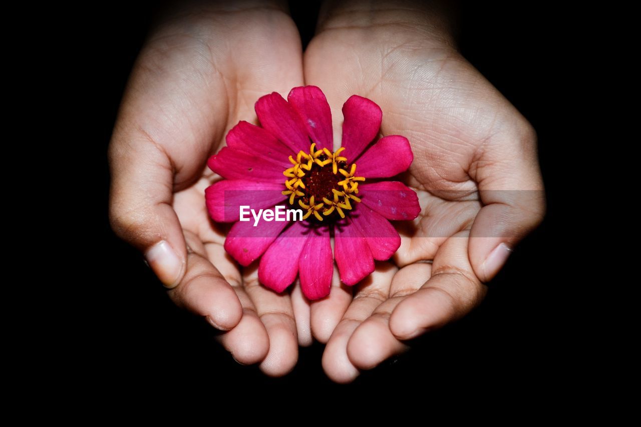 CLOSE-UP OF PERSON HAND HOLDING PINK FLOWER