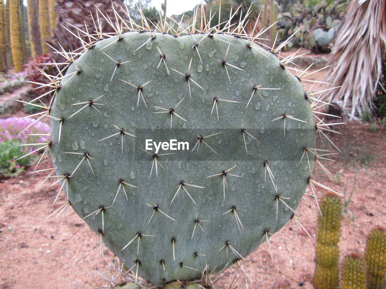 CLOSE-UP OF CACTUS GROWING IN FIELD