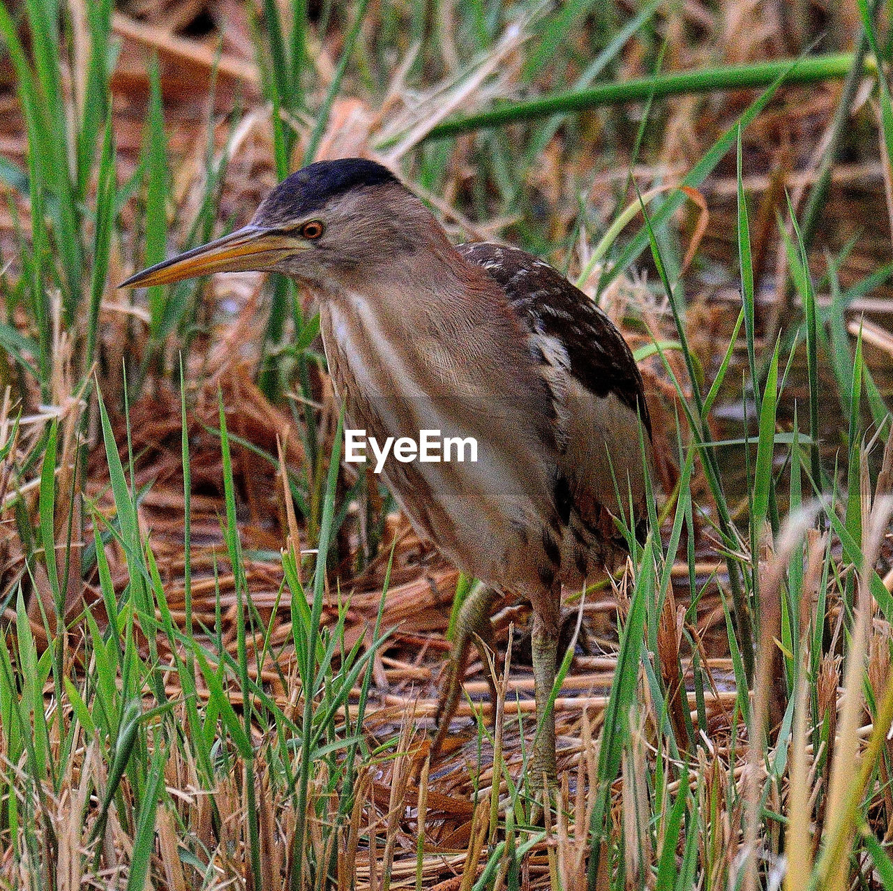 BIRD PERCHING ON A FIELD