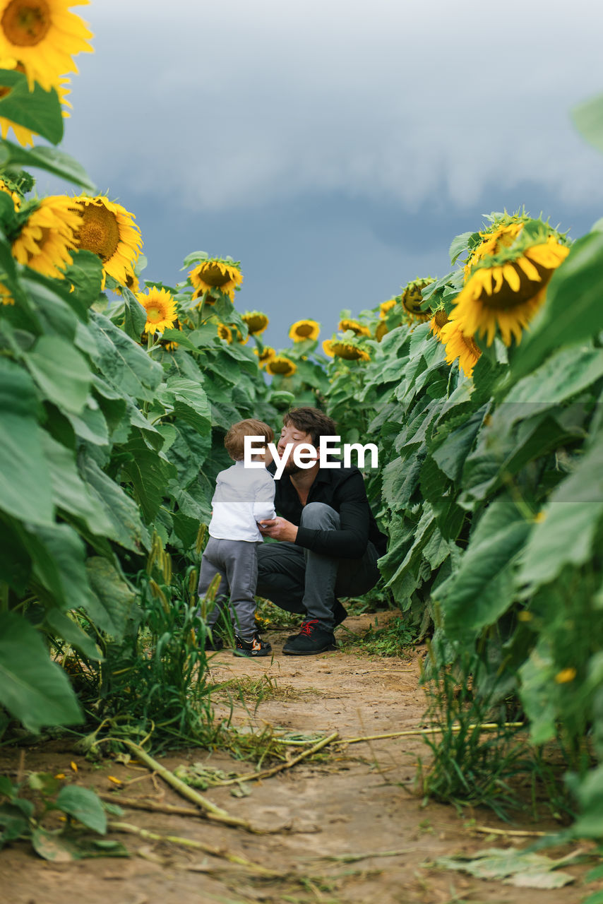 Father and child son are walking in the summer in a field with sunflowers