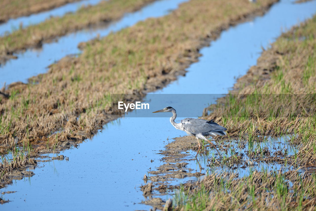 gray heron standing in lake