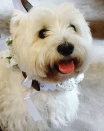 CLOSE-UP OF WHITE DOG