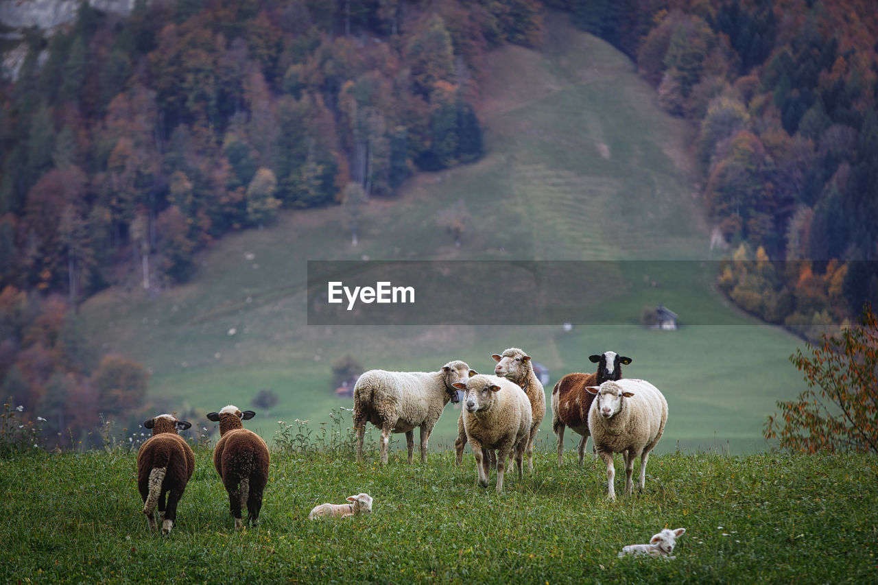 Sheep on grassy field against mountain