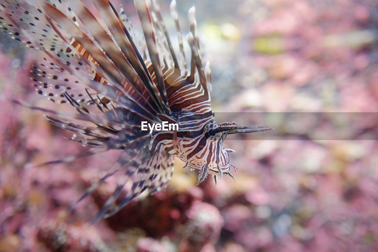 CLOSE-UP OF BUTTERFLY ON SEA