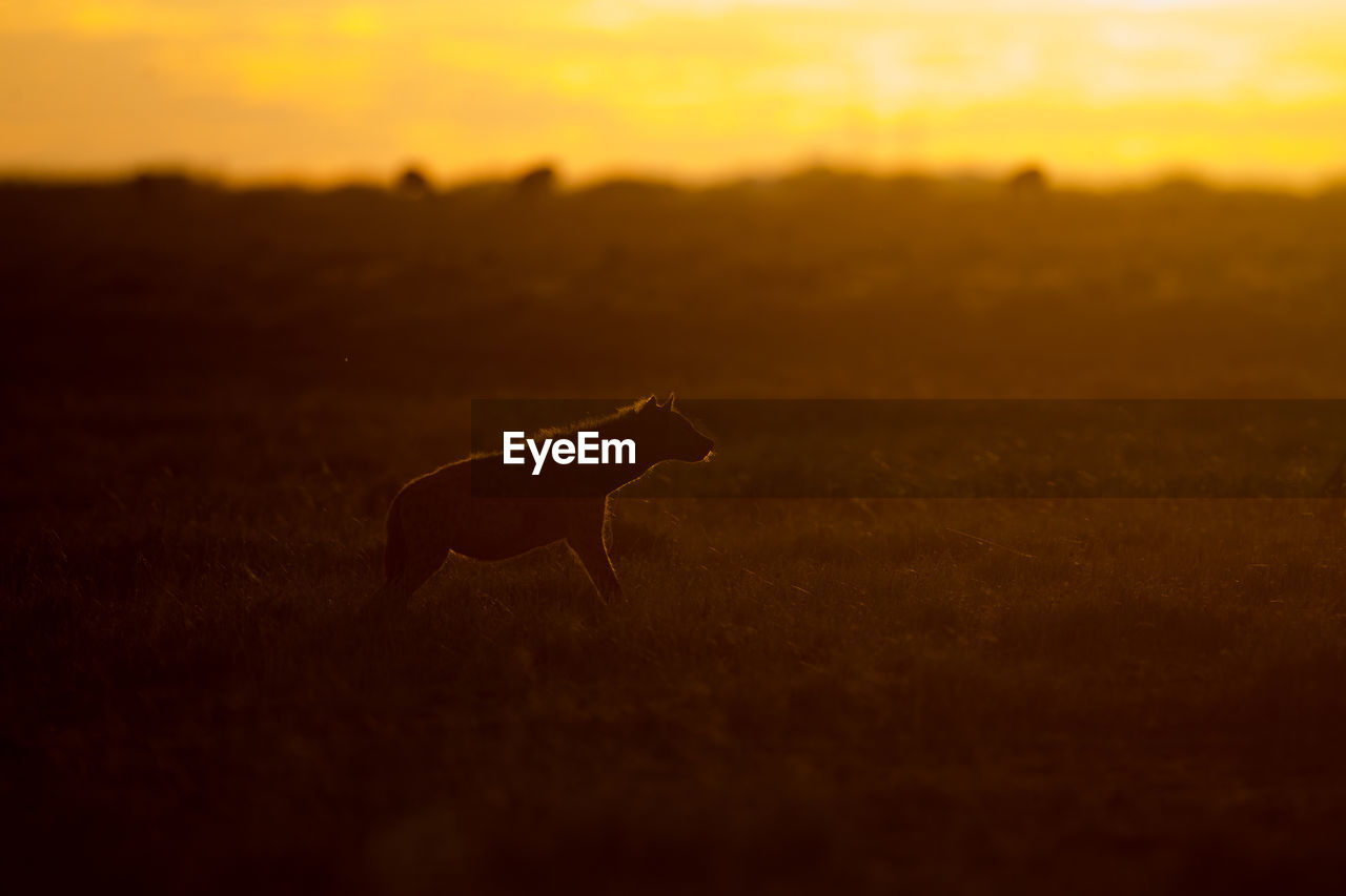 SILHOUETTE OF A HORSE ON FIELD