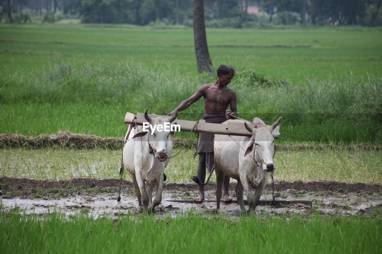 Shirtless man with cows walking in farm