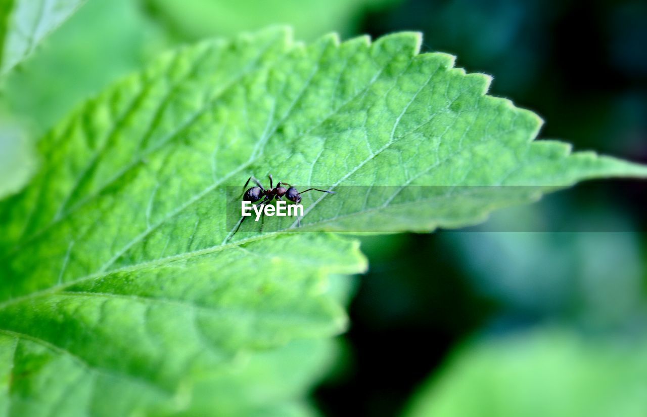 CLOSE-UP OF INSECT