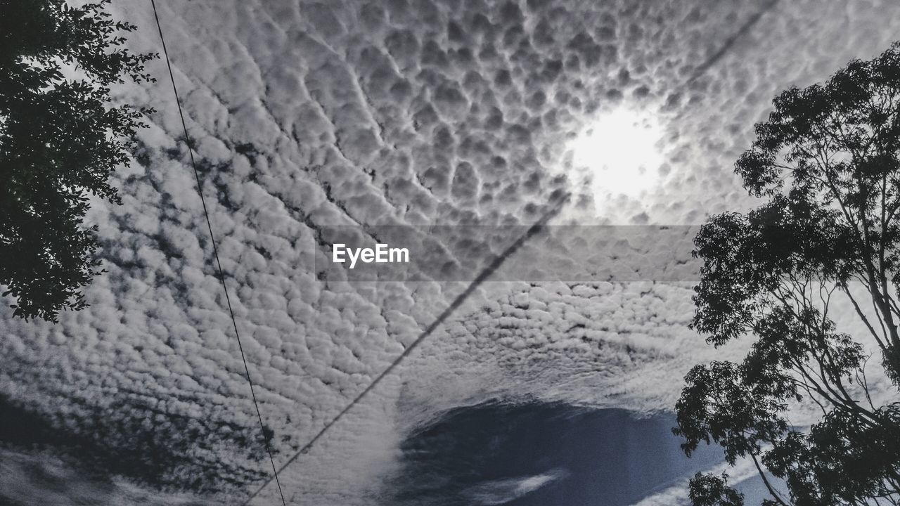 LOW ANGLE VIEW OF TREES AGAINST SKY