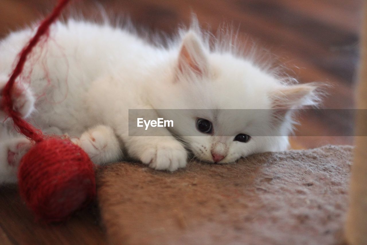 Playful siberian cat kitten 