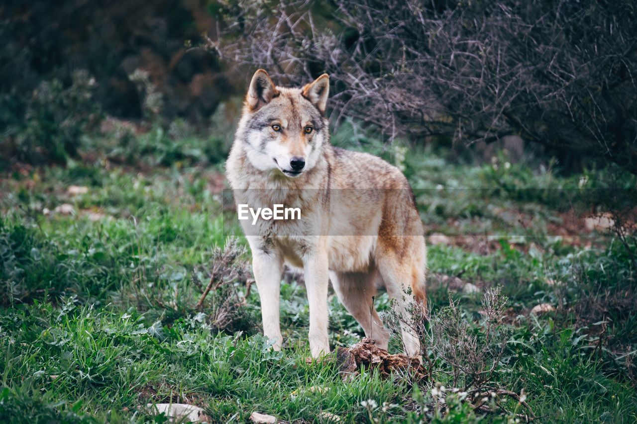 Wolf standing on field