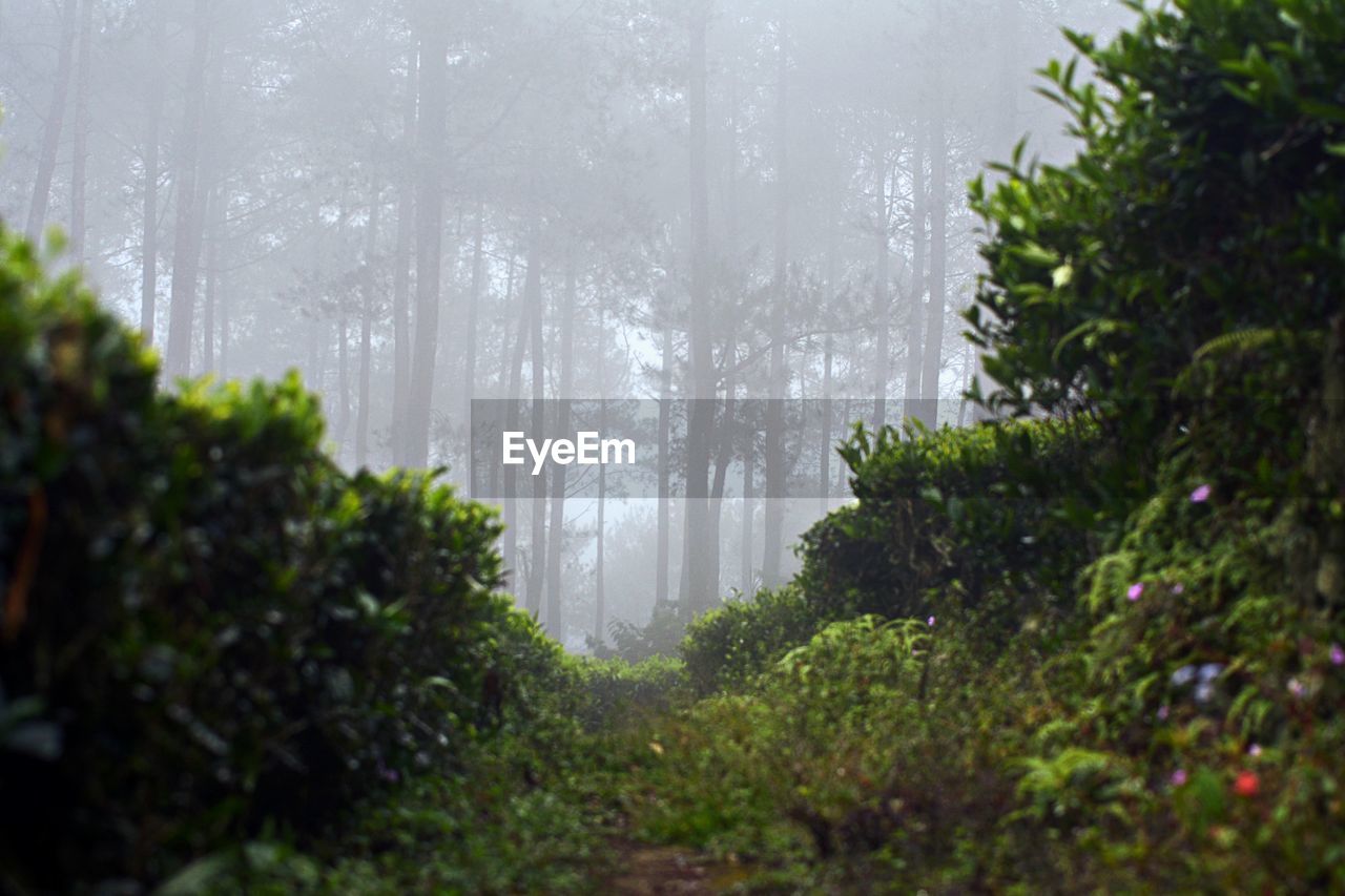 Wet trees in forest against sky