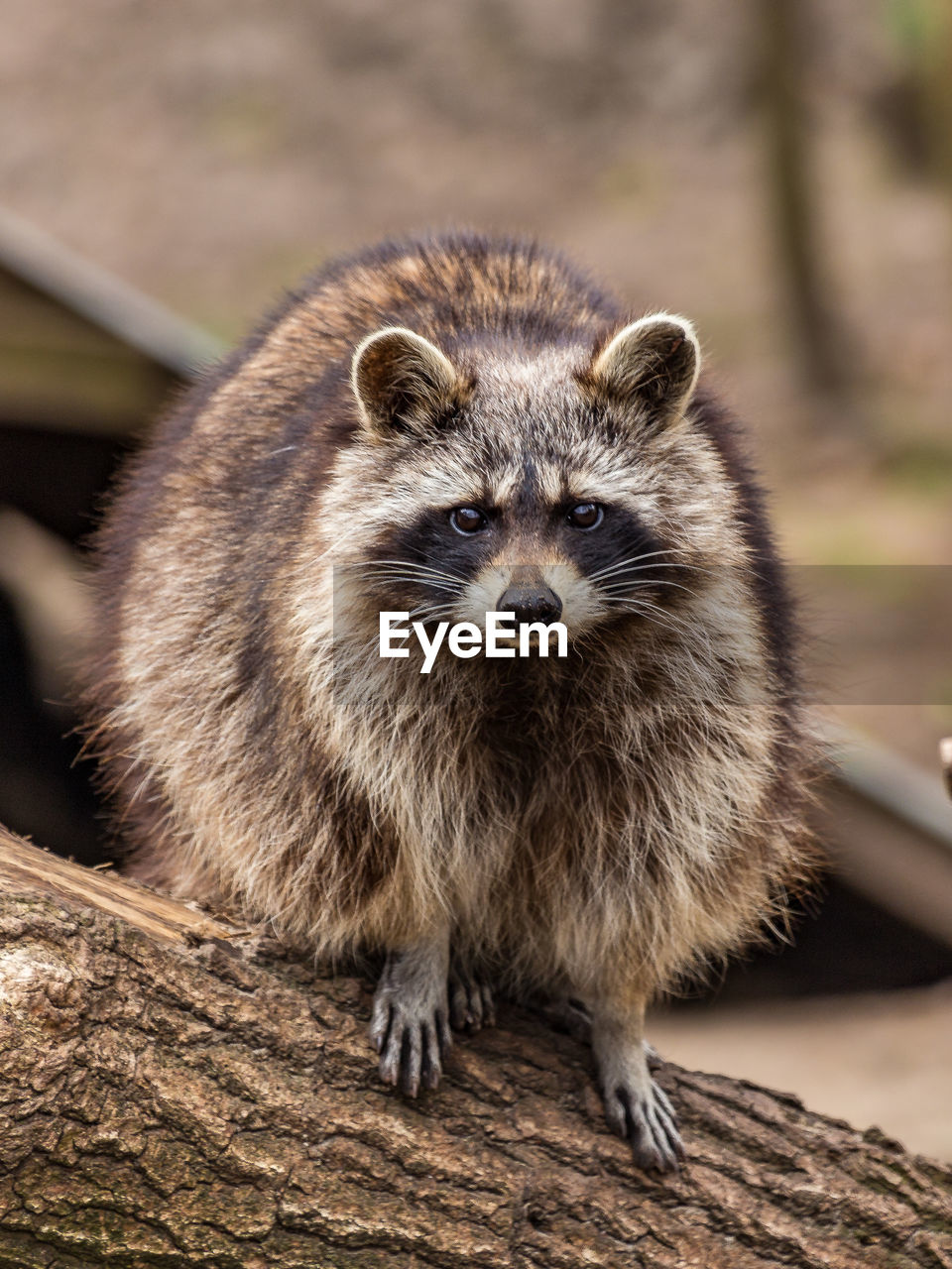 Portrait of raccoon on tree