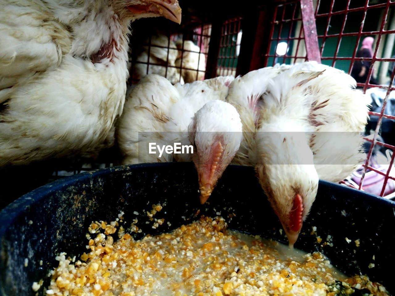 Hen eating food grain from container