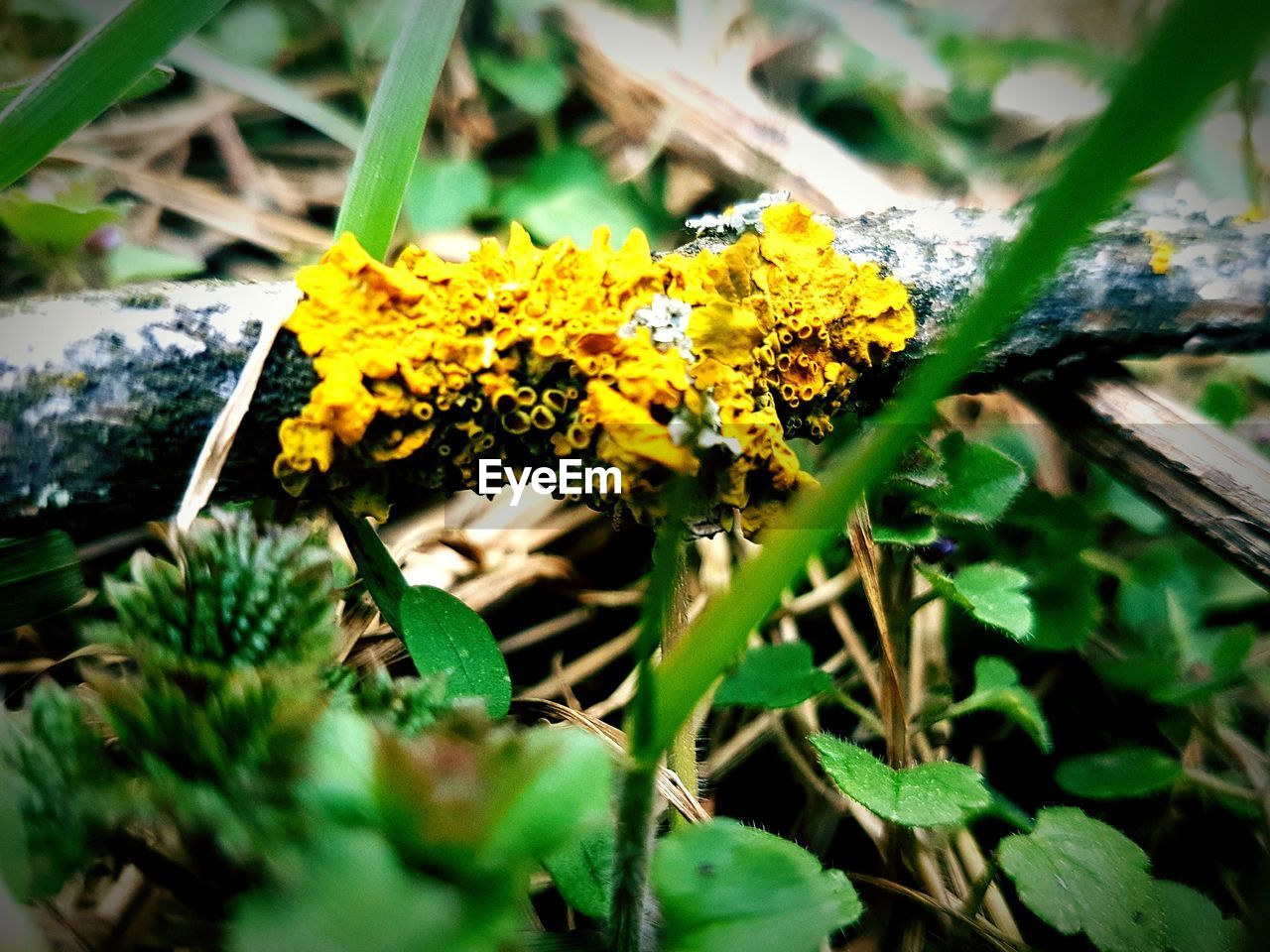 CLOSE-UP OF YELLOW FLOWER PLANT