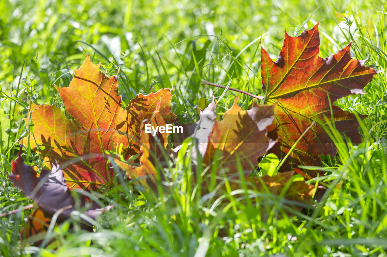 CLOSE-UP OF MAPLE LEAVES ON FIELD