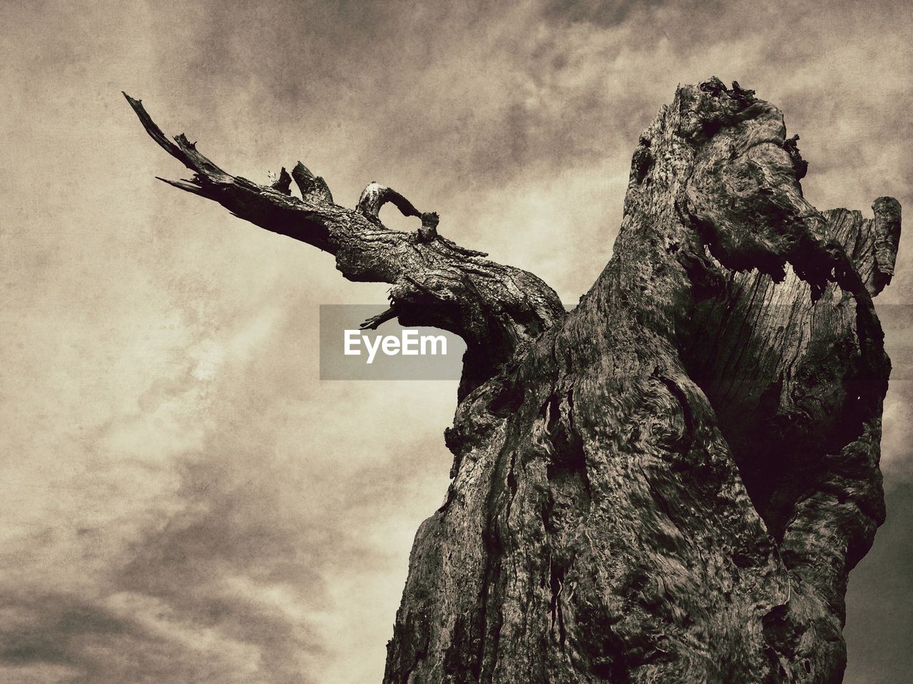 Low angle view of tree trunk