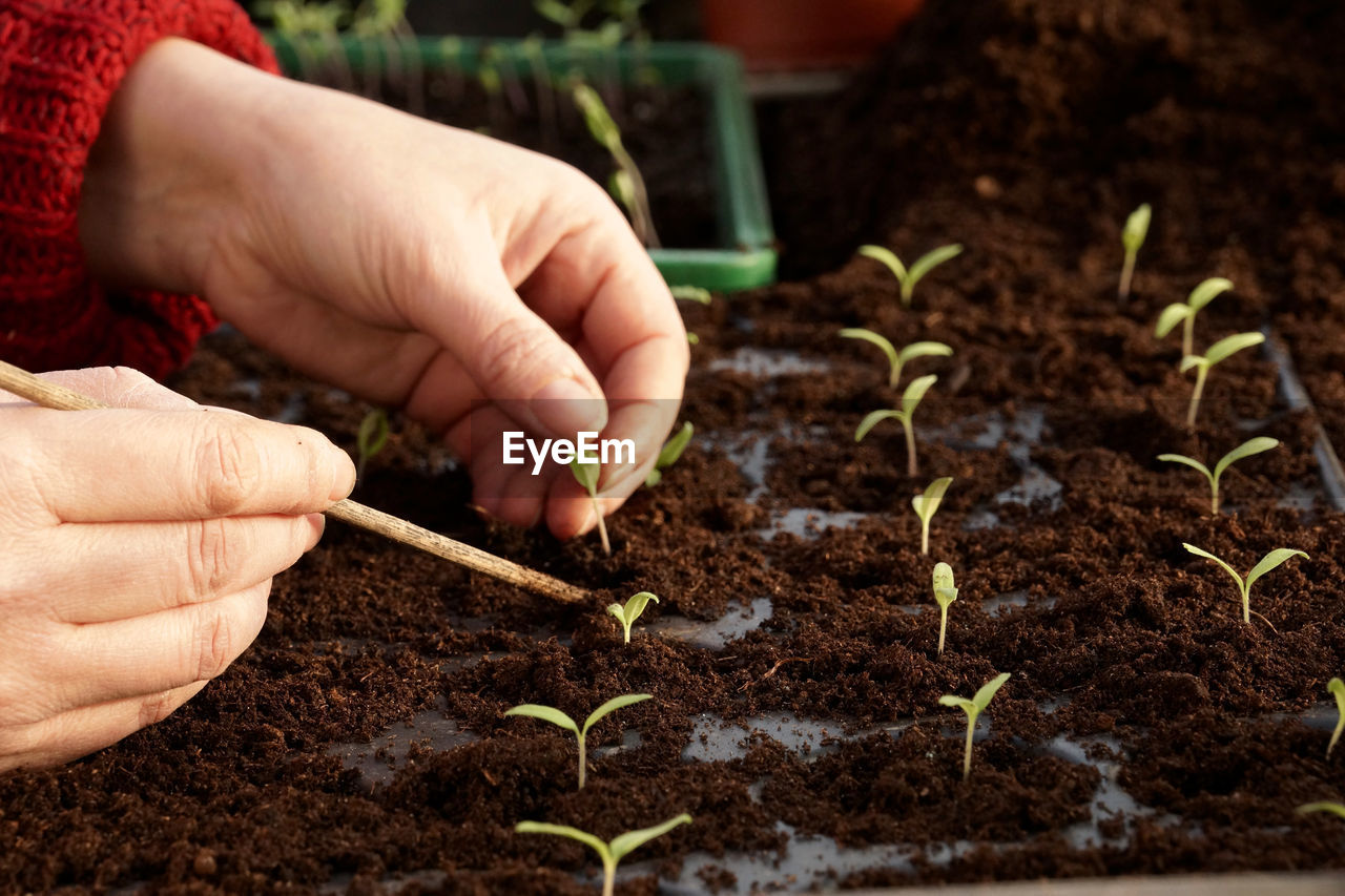 Cropped image of gardener planting seedlings in tray