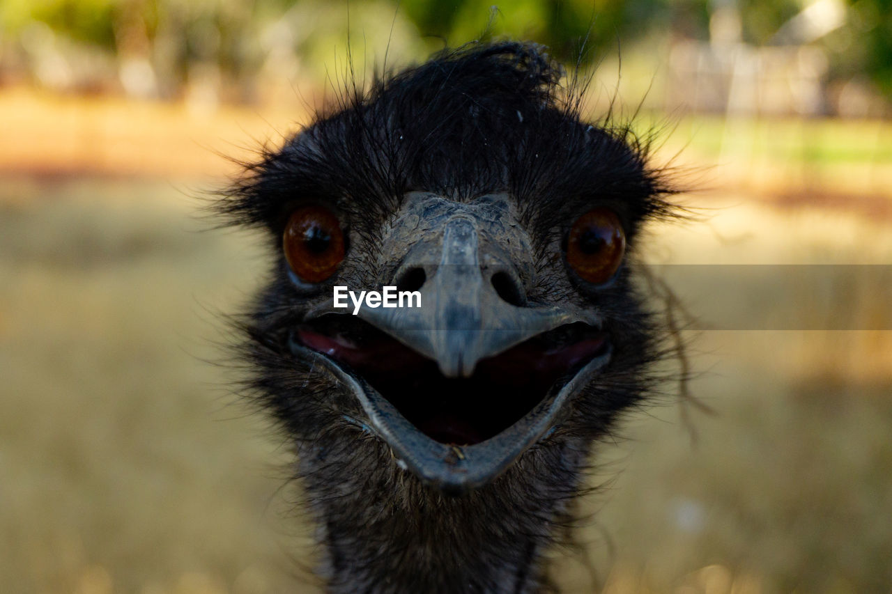 Close-up portrait of ostrich