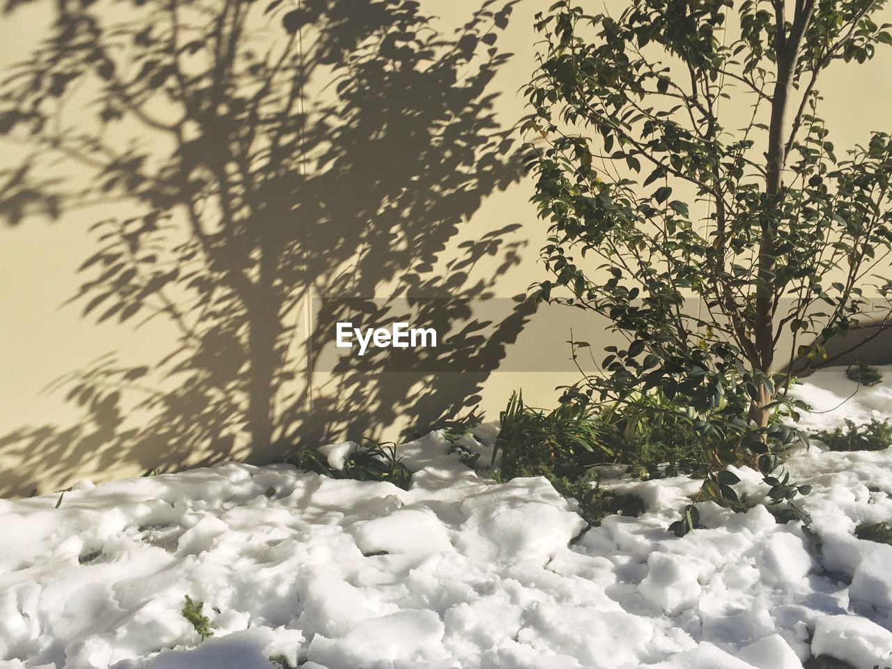 Close-up of tree against sky during winter