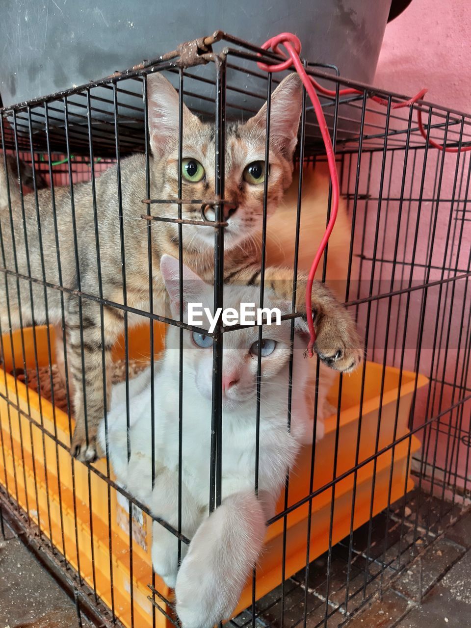 CLOSE-UP PORTRAIT OF A CAT IN CAGE