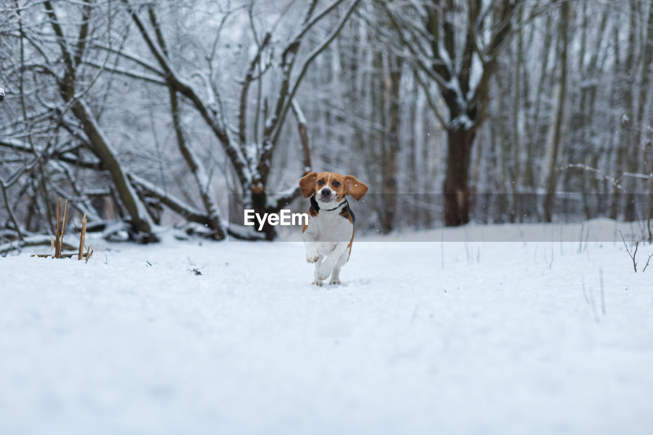 DOG RUNNING IN SNOW