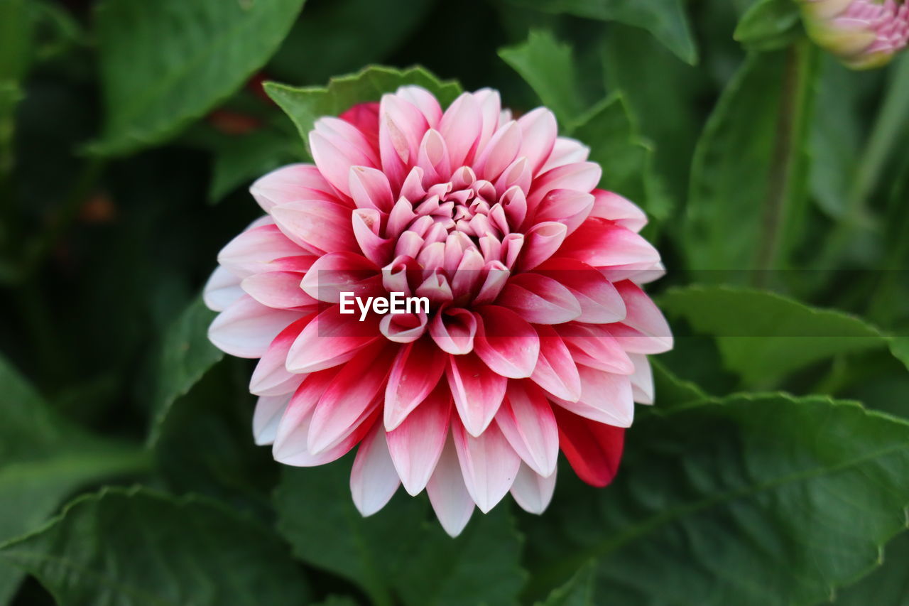 Close-up of pink dahlia flower