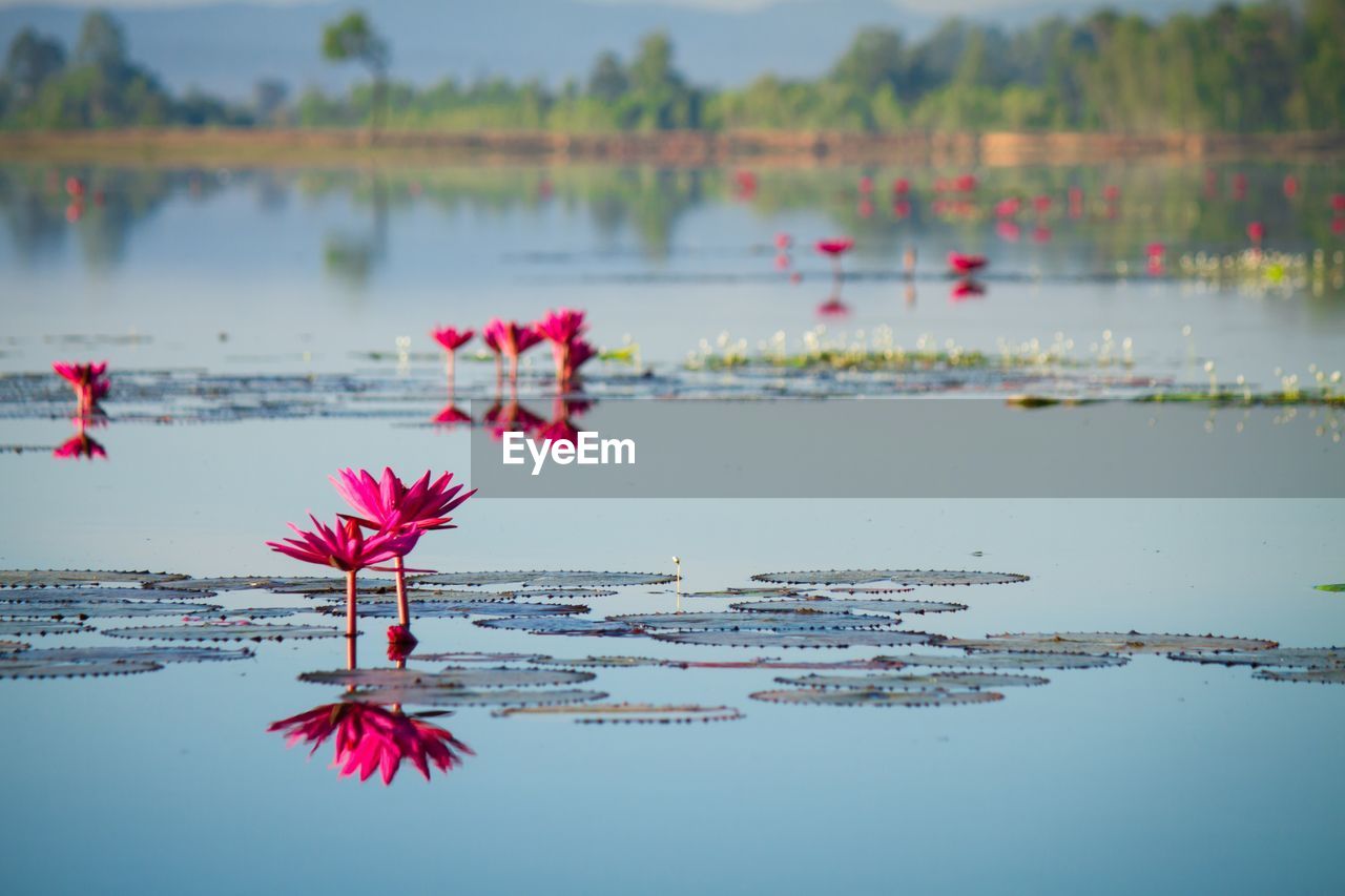 Red flowers floating on water against lake