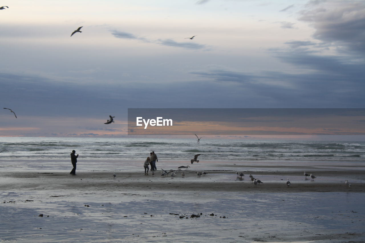 People and seagulls at beach against sky during sunset