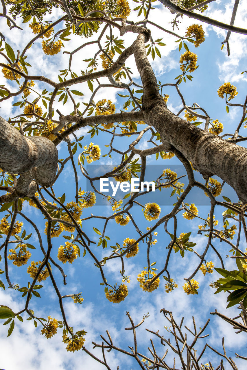 Low angle view of tree against sky