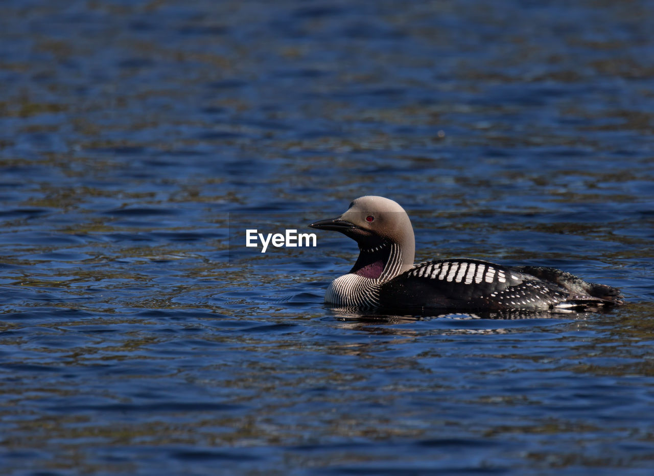 Black-throated loon swimming in lake