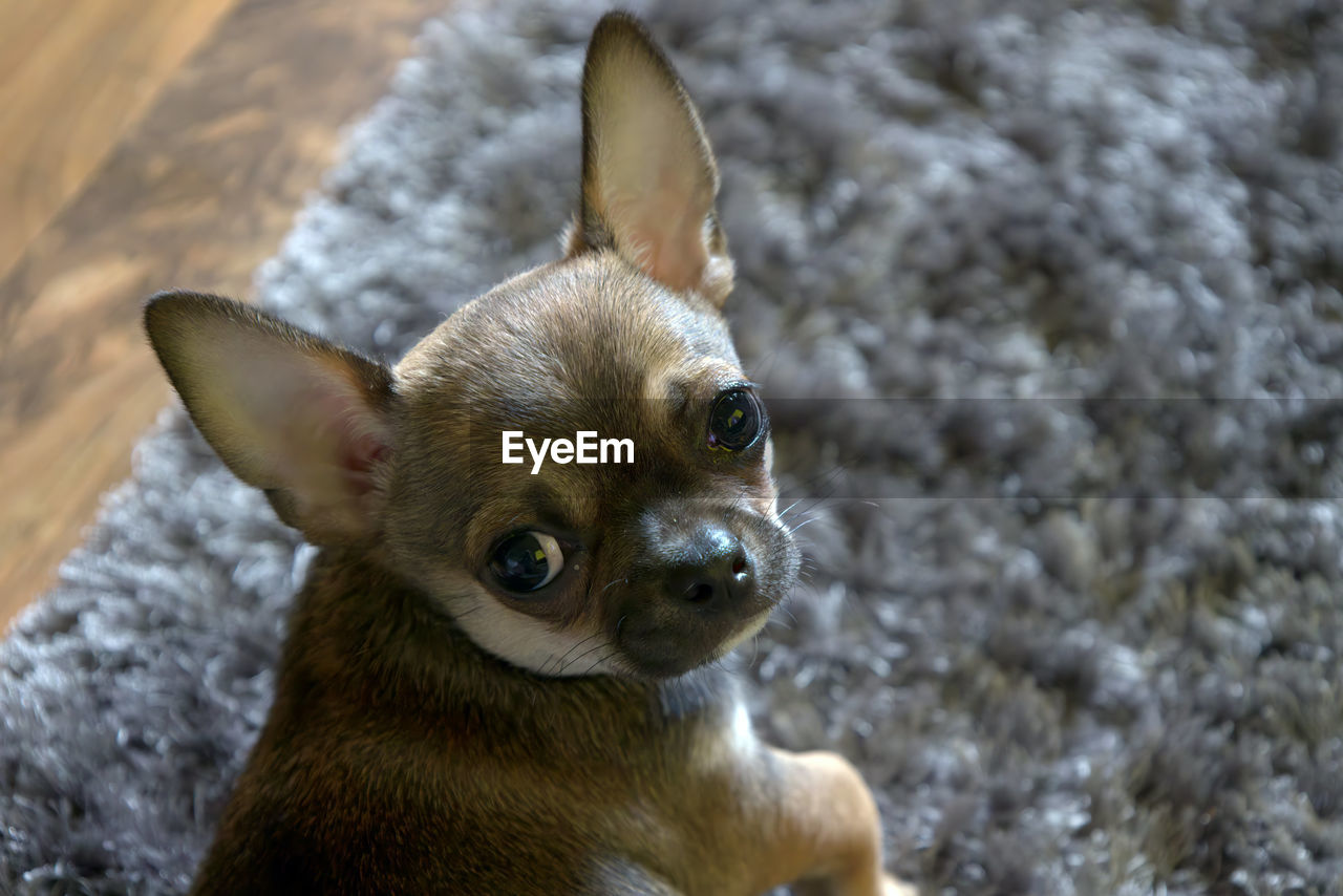 animal themes, one animal, animal, pet, mammal, dog, chihuahua, domestic animals, canine, lap dog, portrait, no people, focus on foreground, russkiy toy, looking, looking at camera, day, close-up, animal body part, puppy