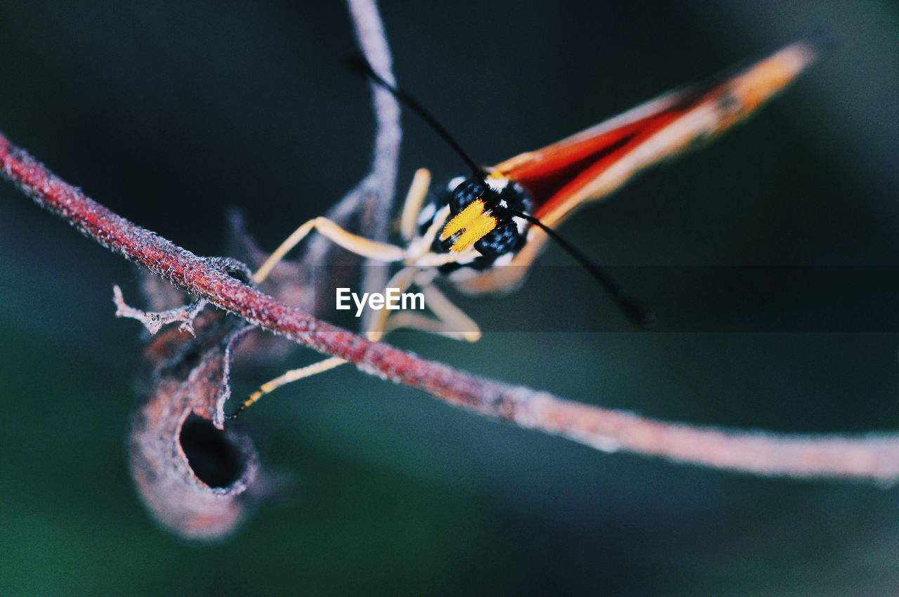 CLOSE-UP OF GRASSHOPPER ON TWIG