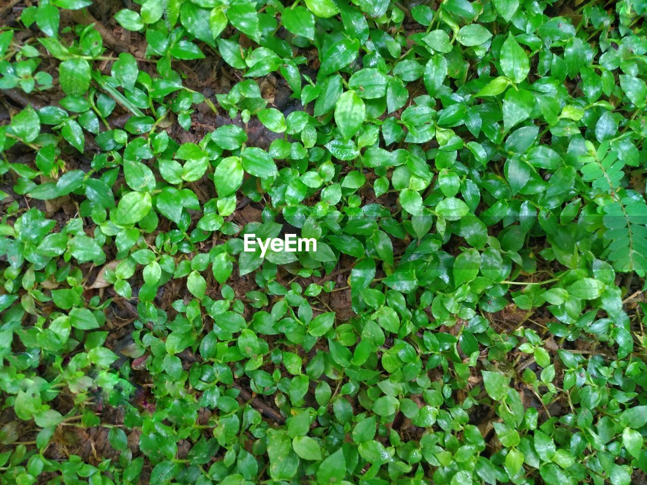 FULL FRAME SHOT OF PLANTS GROWING ON PLANT