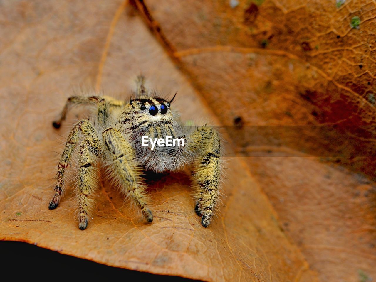 CLOSE-UP OF SPIDER ON A WALL