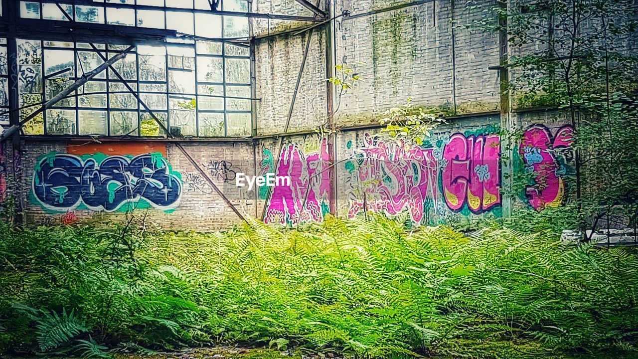 GRAFFITI ON WALL OF PLANTS