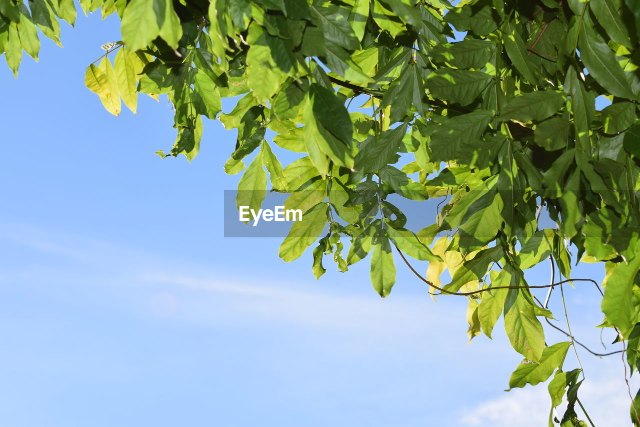 Low angle view of leaves against blue sky