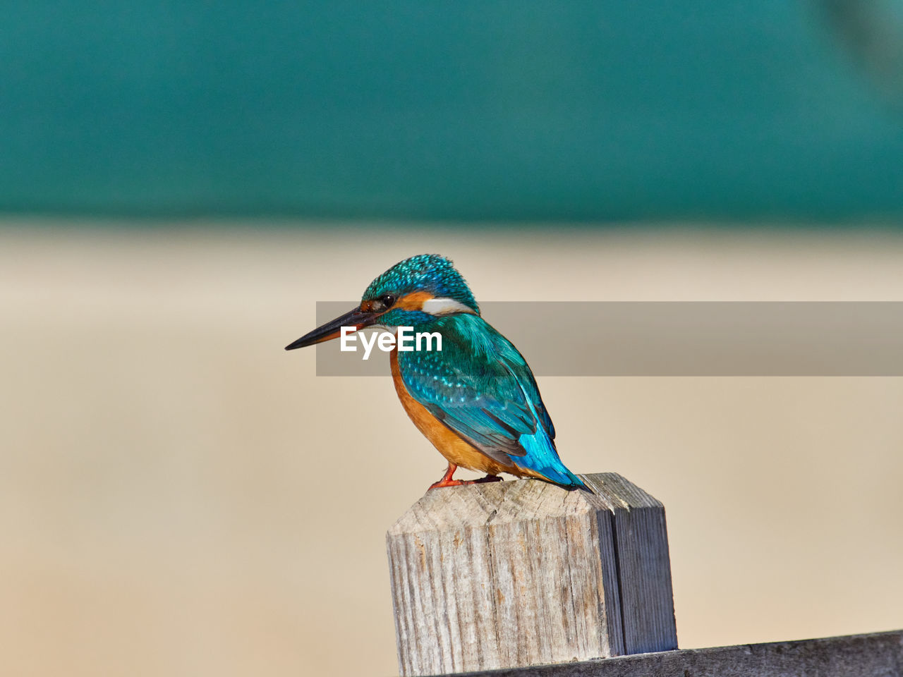 Common kingfisher, alcedo atthis, in the marsh of the albufera of valencia, spain