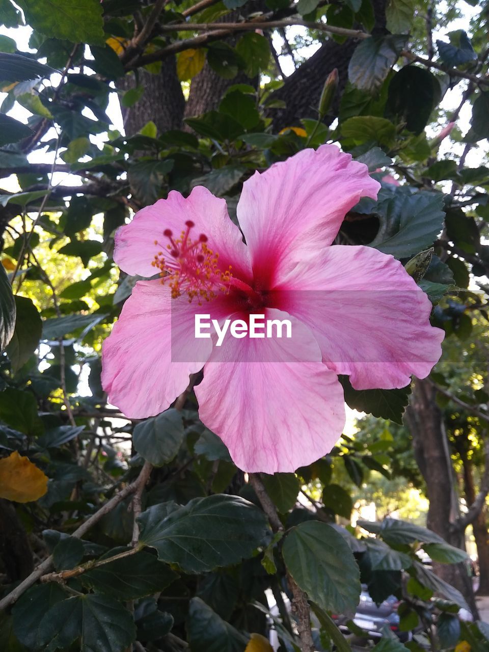 CLOSE-UP OF PINK HIBISCUS BLOOMING AGAINST TREES