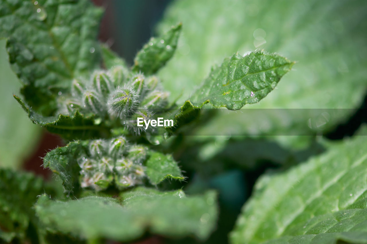 CLOSE-UP OF PLANT LEAVES