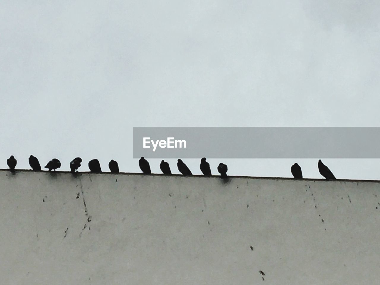BIRDS PERCHING ON POWER LINES AGAINST SKY