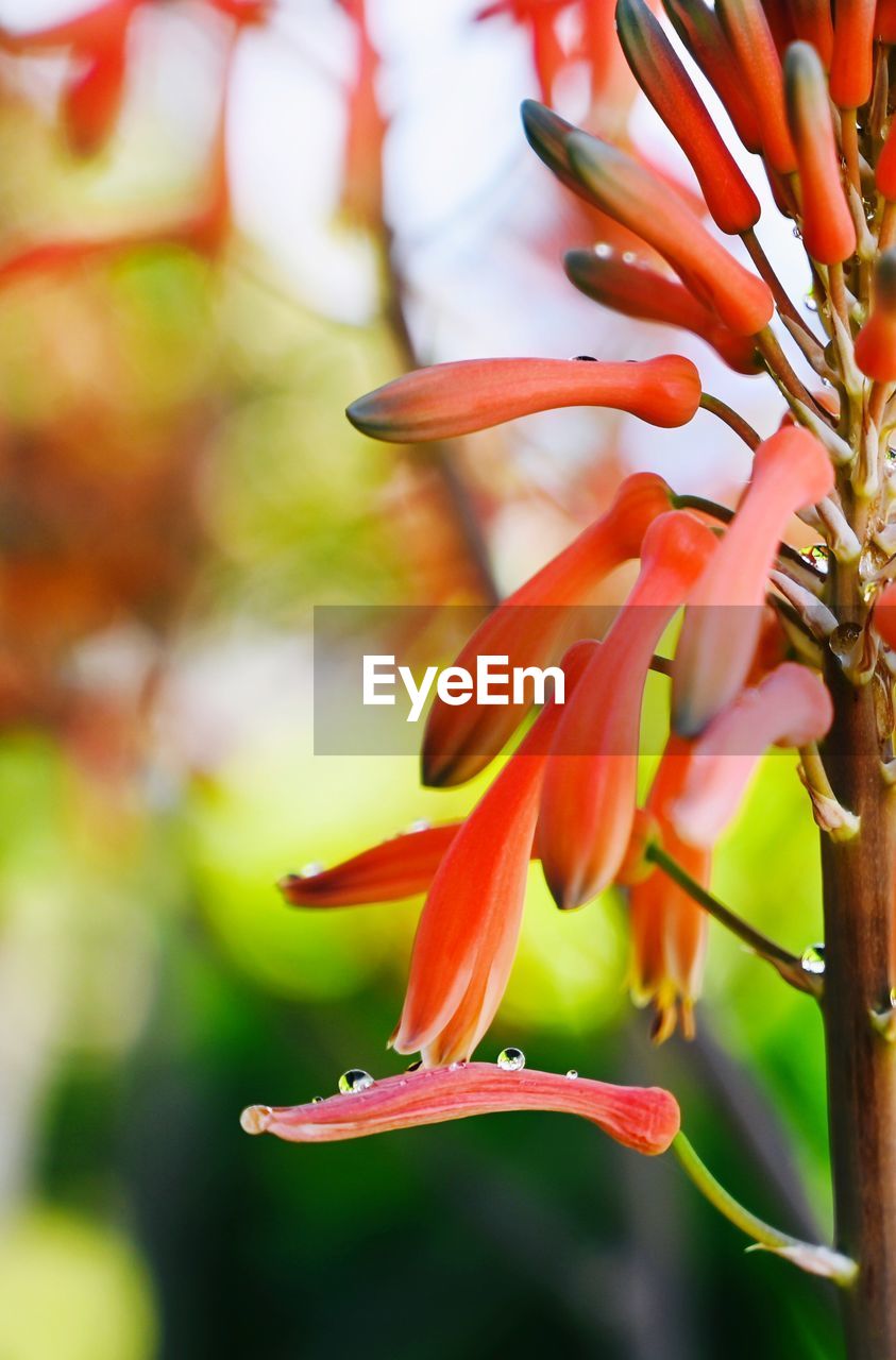 Close-up of red flowering plant