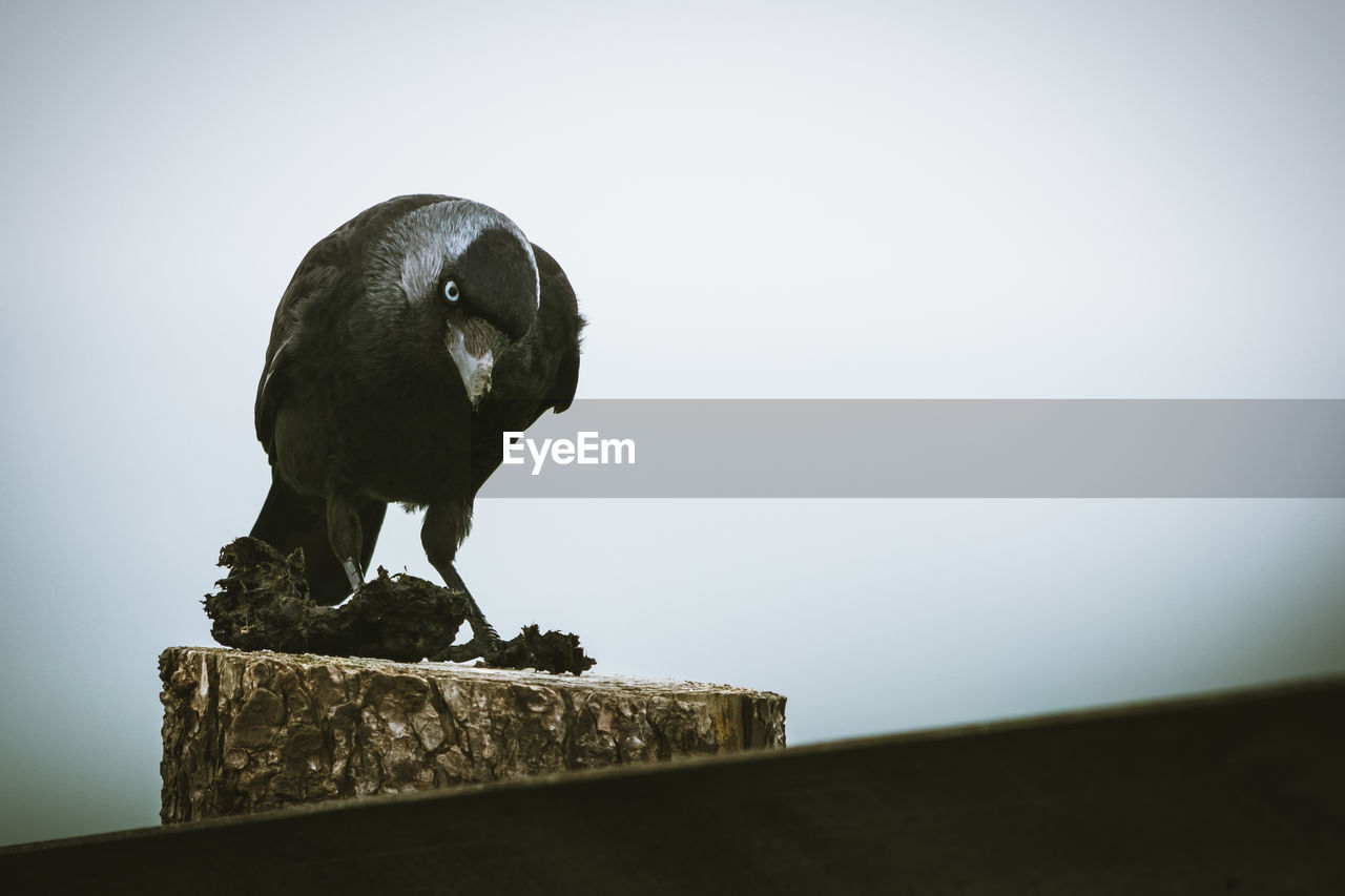 Raven against sky