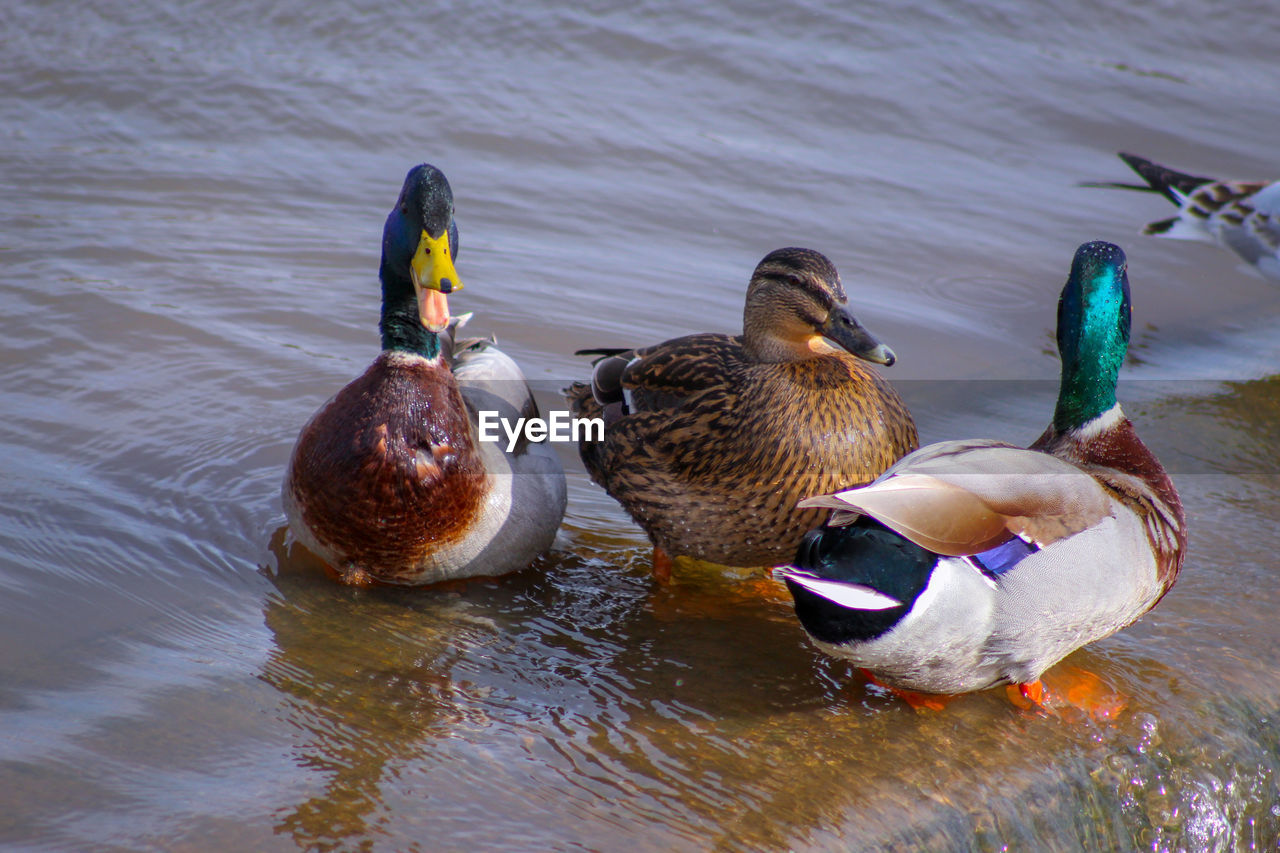 Ducks swimming in lake